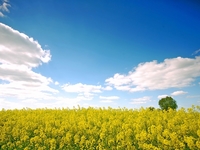 Гороскоп на червень 2025 року для всіх знаків зодіаку