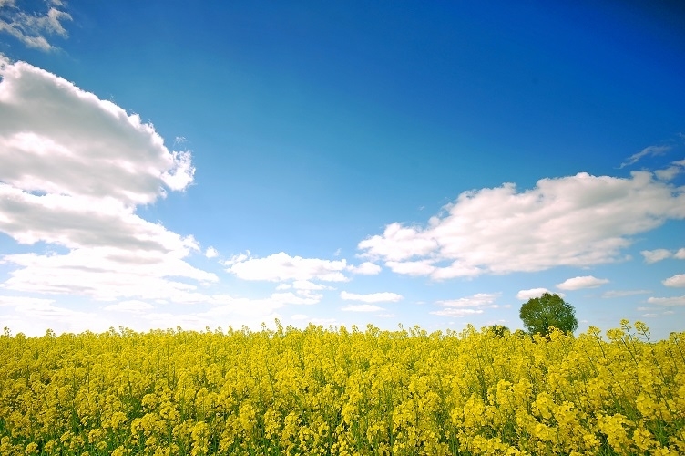 25c7f2188dba9c786ed8c2b31a67c41f resize crop 1xquality 100xallow enlarge 0xw 0xh 0