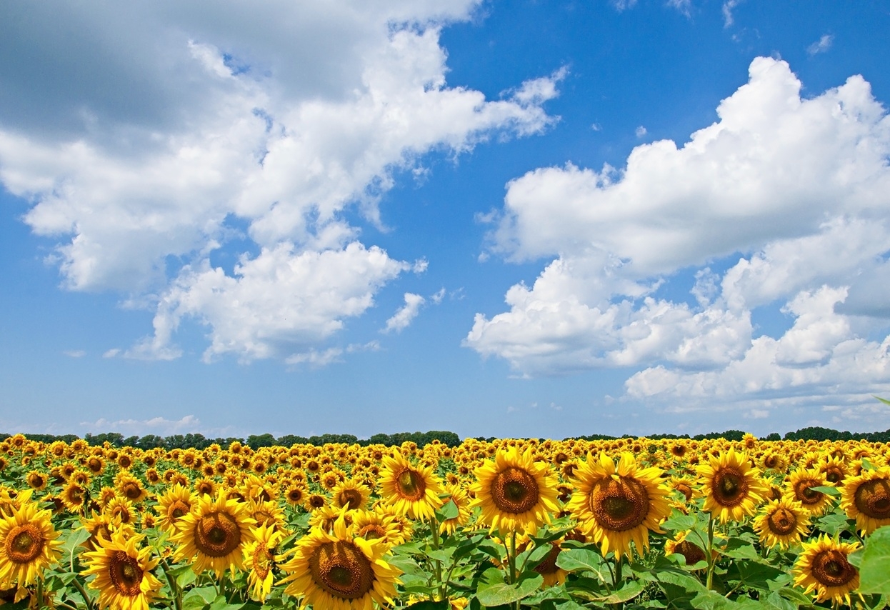 C545abf8b514a6df4addd41a891255df resize crop 1xquality 100xallow enlarge 0xw 0xh 0