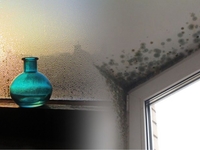 Как избавиться от конденсата и плесени на окнах зимой: простой лайфхак