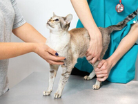 Як вивести глисти у кота в домашніх умовах без шкоди здоров’ю