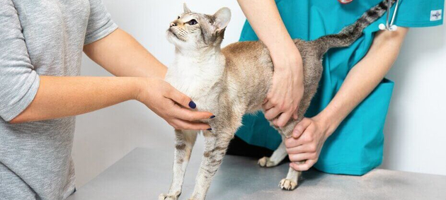 Як вивести глисти у кота в домашніх умовах без шкоди здоров’ю