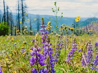 Гороскоп на май 2026 года для всех знаков зодиака