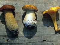 Готовим и храним грибы