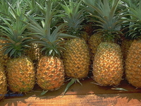 Ананасовая диета