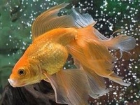 Морская капуста для фигуры и здоровья