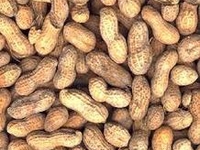 Все про орехи