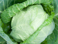 Молодая капуста: что, как, зачем