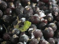 Замораживаем ягоды