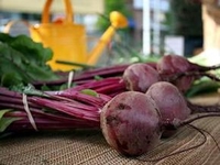 Свекольные секреты