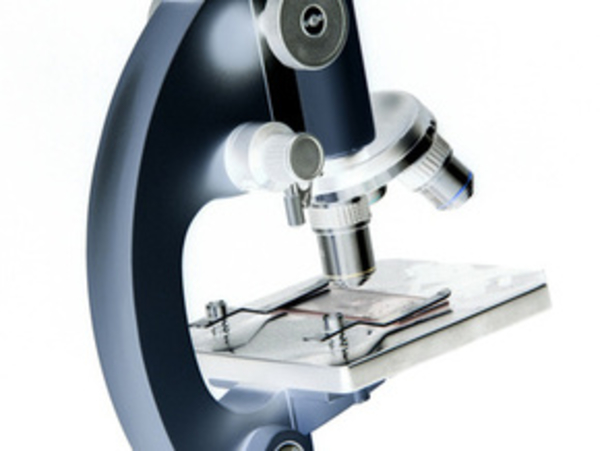 Меньше калорий – дольше жизнь?