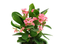 Самые неприхотливые комнатные растения для детской