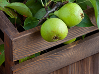 Груша для здоровья