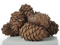 Кедровый орех и его полезные свойства