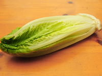 Салат-латук