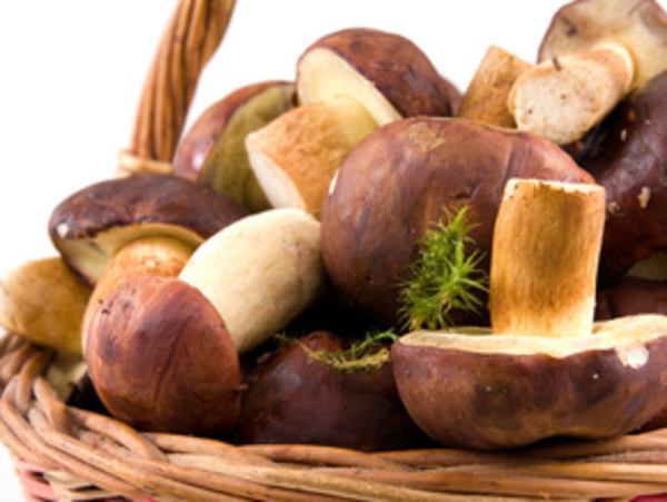 Грибные советы