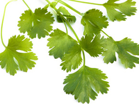 Заморозка зелени