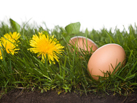 Самый знакомый белок