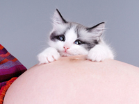 Женская беременность и кошка в доме