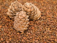 Кедровые орехи