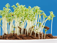 Весенняя диета с проросшей пшеницей