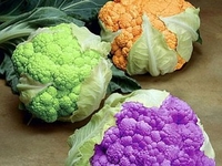 Вредные пищевые добавки с кодом Е