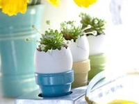 Рассада в яичной скорлупе