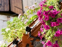 Фитодизайн балкона