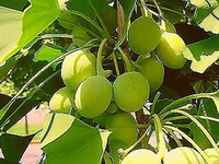 Гинко Билоба