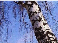 О березовом соке