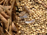 Соя – важный источник белка