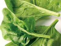 Шпинат - зеленый посланник весны