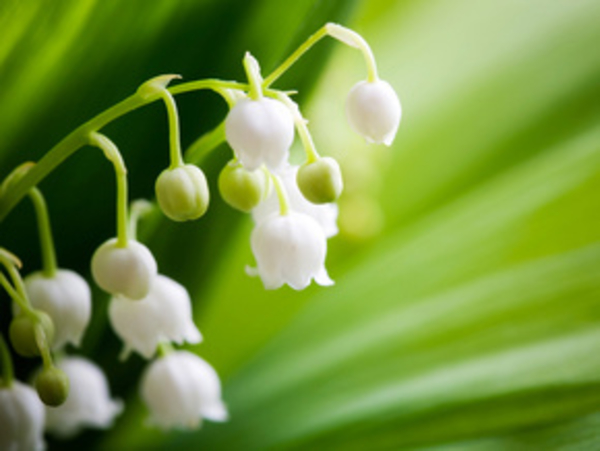 Сперматозоиды обожают запах ландышей!