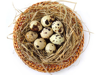 Польза перепелиных яиц