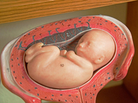 Что нужно знать о плаценте и околоплодных водах