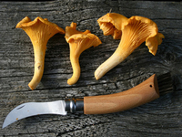 Грибная кулинария – экологично и экономично