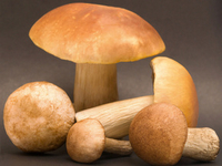 Условия хранения грибов