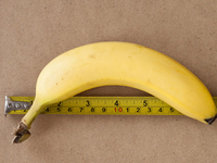 Почему мужчин волнует размер члена