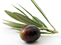 Производство оливкового масла