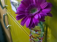 Лето в цвете герберы