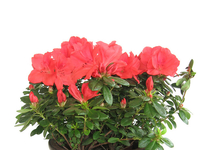 Куда пересадить