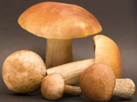 Как заготовить грибы на зиму?