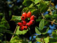 Укрепляем иммунитет с помощью шиповника