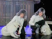 Братья Борисенко сплагиатили идею Ирины Билык
