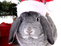 Встречаем Год Кролика