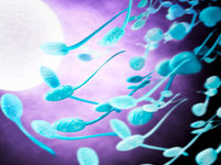 Как происходит оплодотворение яйцеклетки