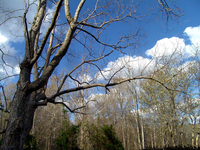 25 марта - открытие Сварги