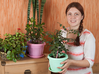 Украшаем дом комнатными растениями. Часть 1