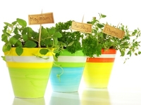 Зелень в горшочках