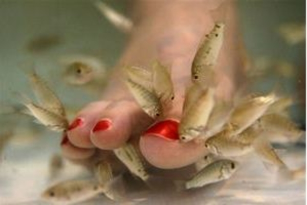 Экзотика в салонах красоты